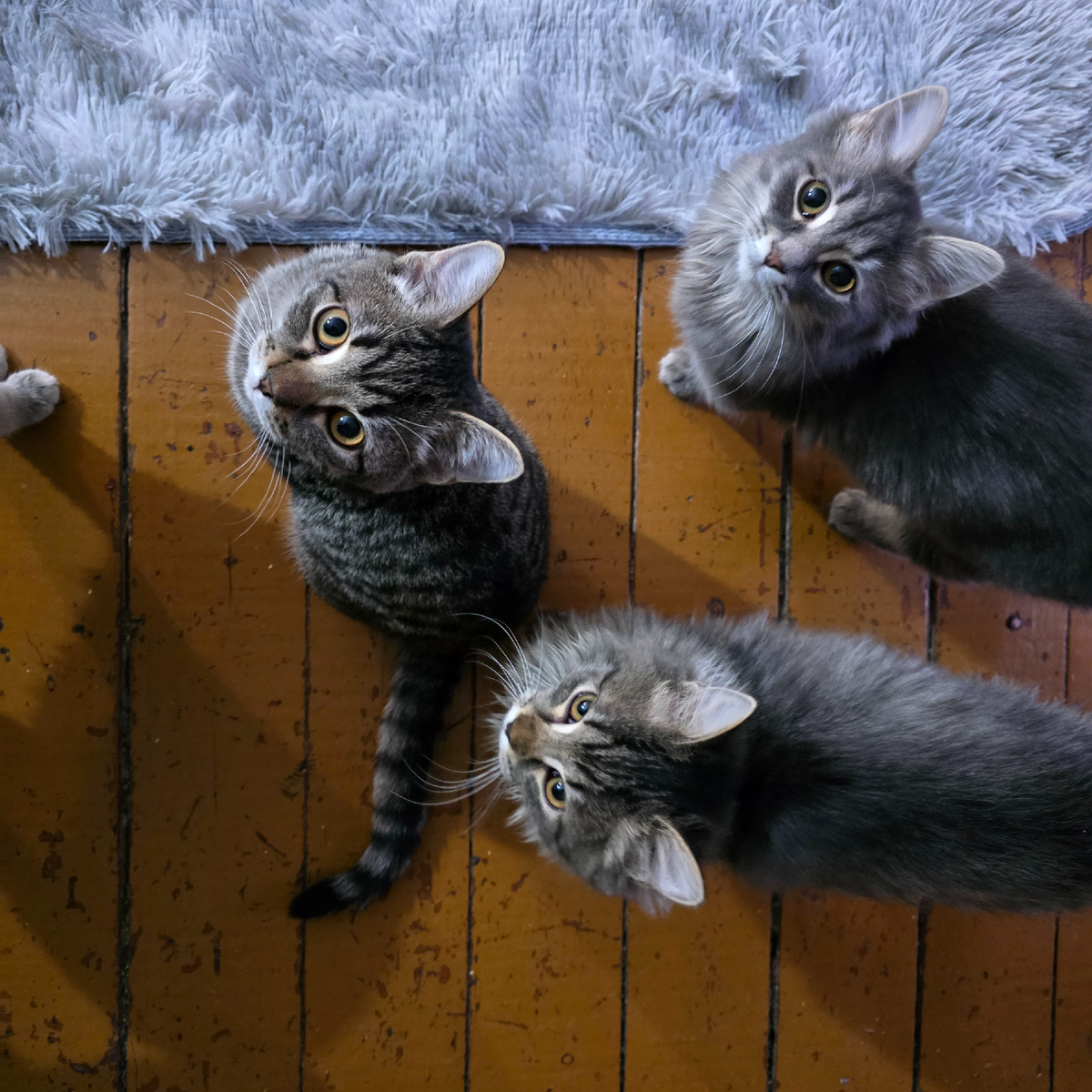 три пушистых ангела смотрят прямо в душу