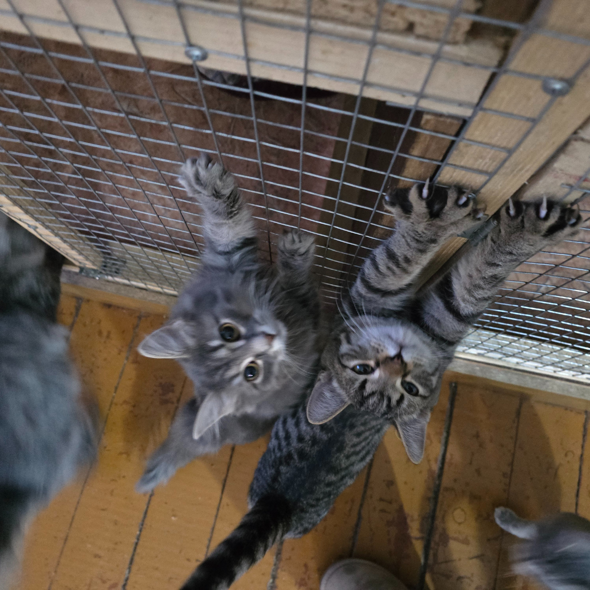 маленькие лапки просят внимания 