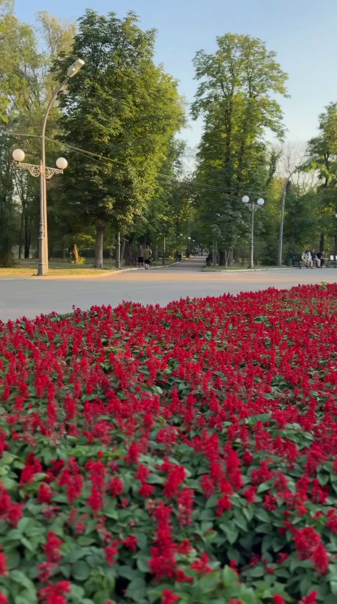 Рудбекия – канал про цветы. В средней полосе сальвия выращивается как однолетник, но в тёплых регионах может зимовать как многолетник.