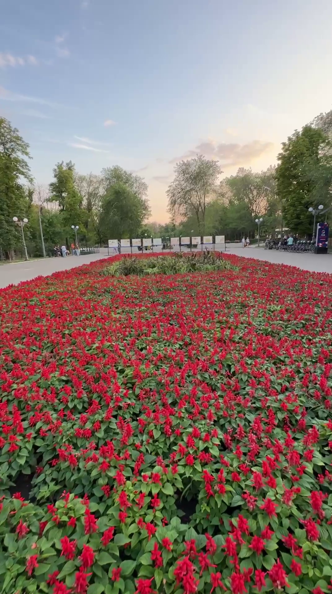 Рудбекия – канал про цветы. В средней полосе сальвия выращивается как однолетник, но в тёплых регионах может зимовать как многолетник.