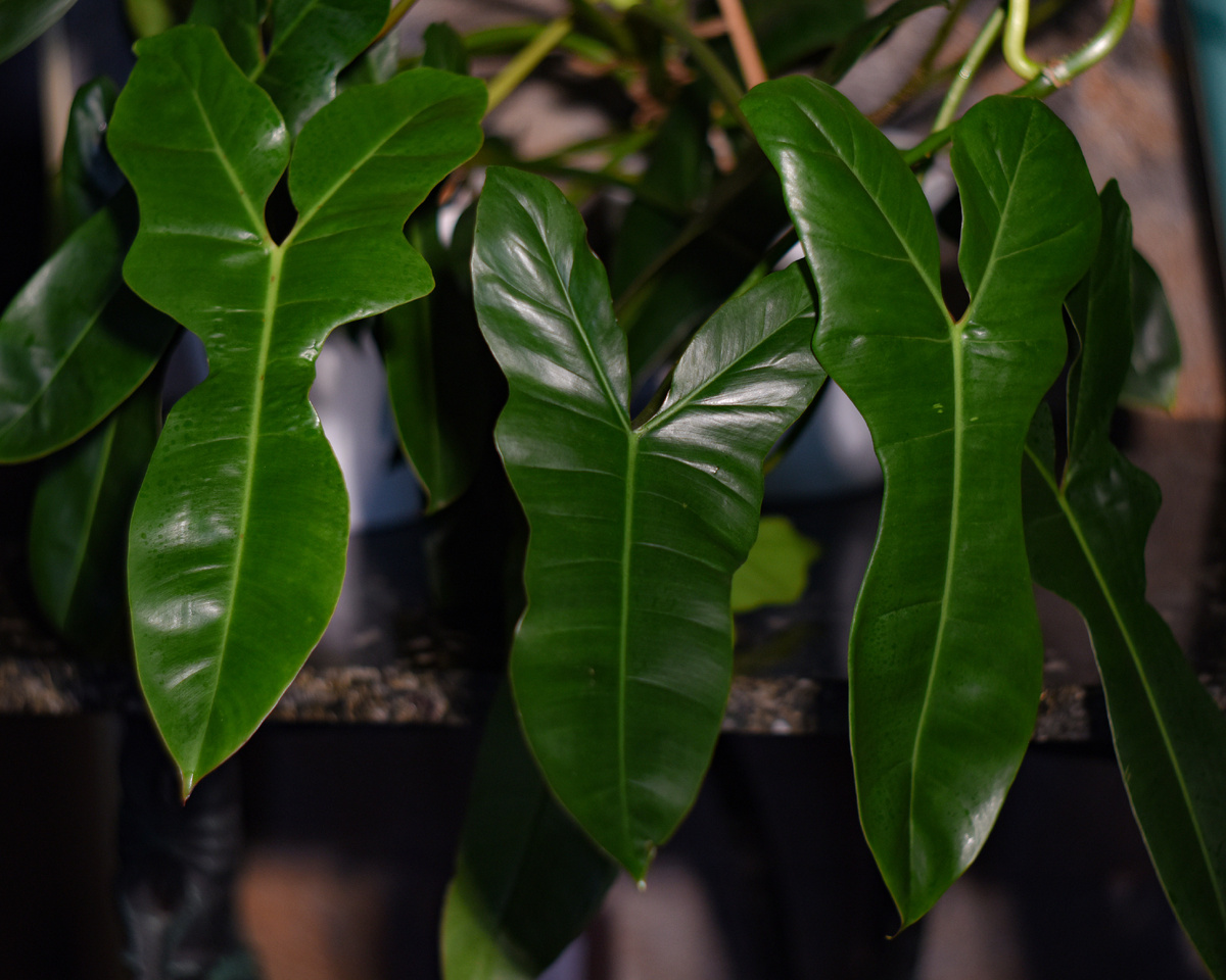 Philodendron 'Florida Beauty' и Philodendron billietiae variegated. Фото: Inviridis