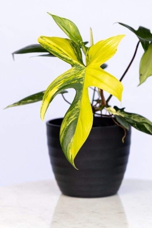 P.‘Florida Beauty’. Фото: https://www.plantthejungle.com/