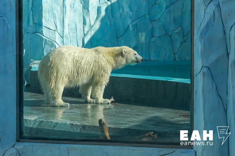    ЕАН. Белая медведица