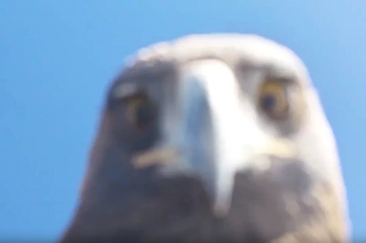    В Турции орел поймал дрон и заглянул в камеру, став звездой интернета