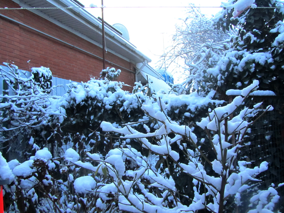 Фото 1. 27.12.2025 г. выпал первый снег