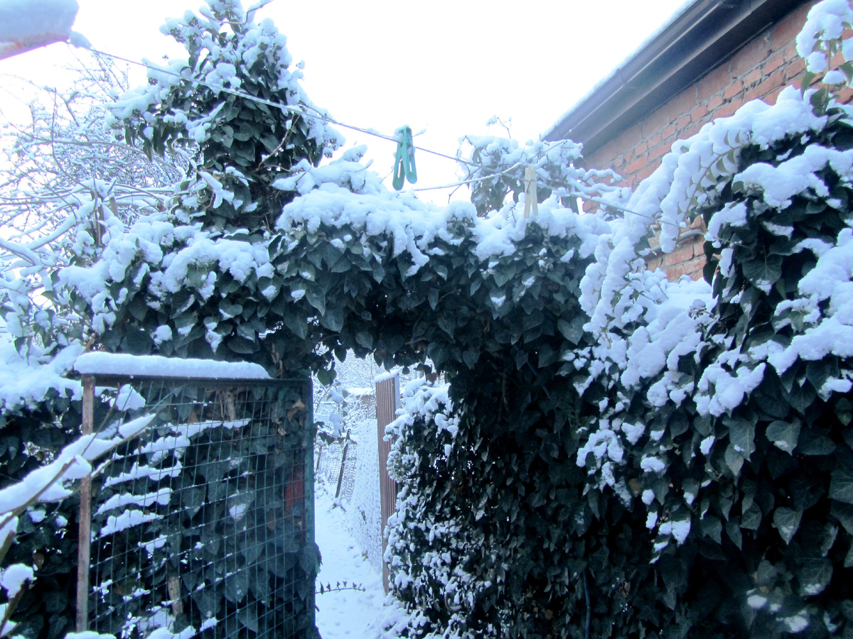 Фото 2. Арка из плюща  в сад-огород