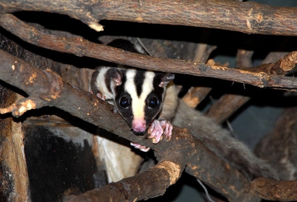    Полосатый кускус и две ехидны стали новыми жителями Московского зоопарка Московский зоопарк