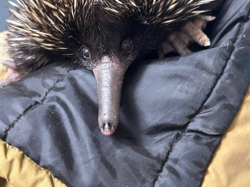    Пока малыши обитают в служебных помещениях Московский зоопарк