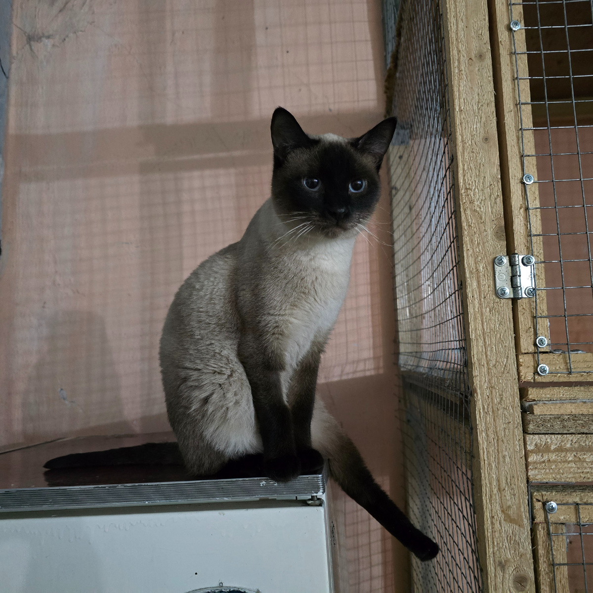 голубые глаза молят о спасении