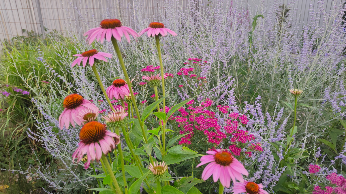 В первых числах июля в моём саду зацветает эхинация.