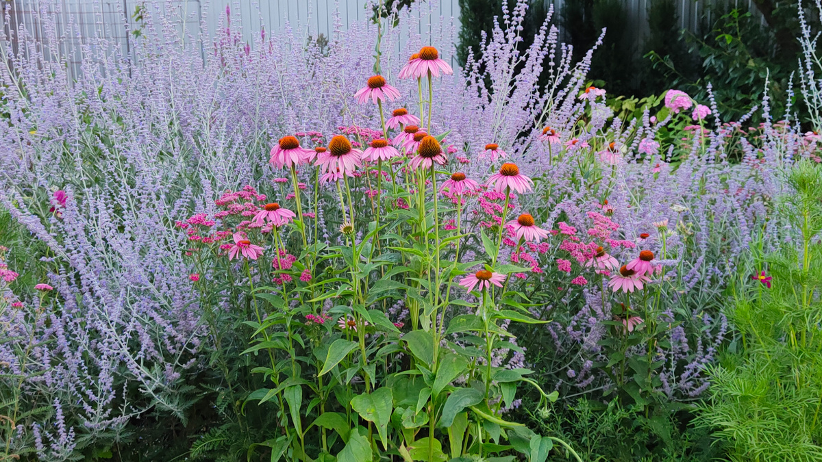 Эхинацея и перовския.