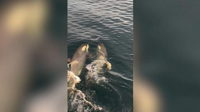 Обложка © Instagram (признан экстремистской организацией и запрещён на территории Российской Федерации) / @adamlindemann1