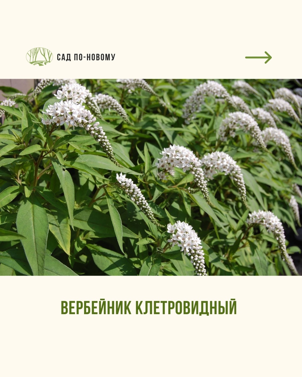 Листайте галерею по стрелке вправо 