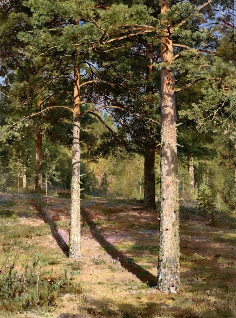 «Сосны, Освещённые Солнцем»