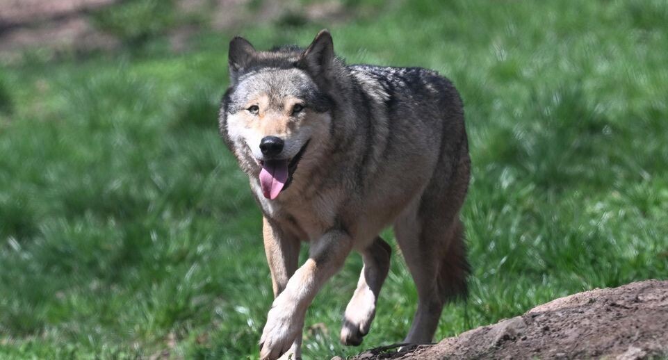    Eurasian wolf / www.globallookpress.com