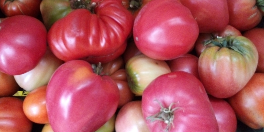 Форма томата