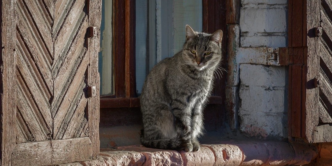 Записки с наколенного планшета. Кот.