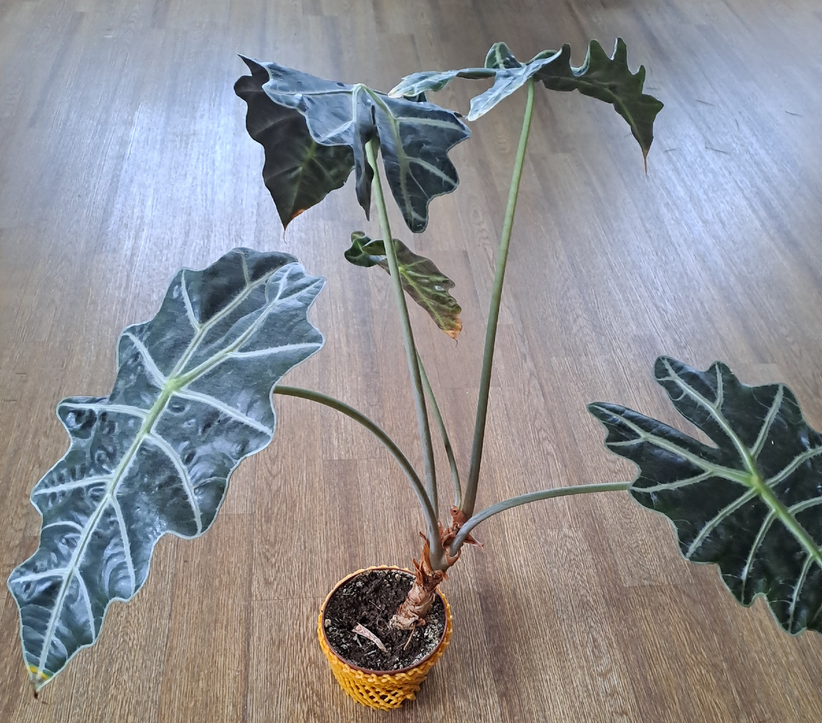 Моя алоказия