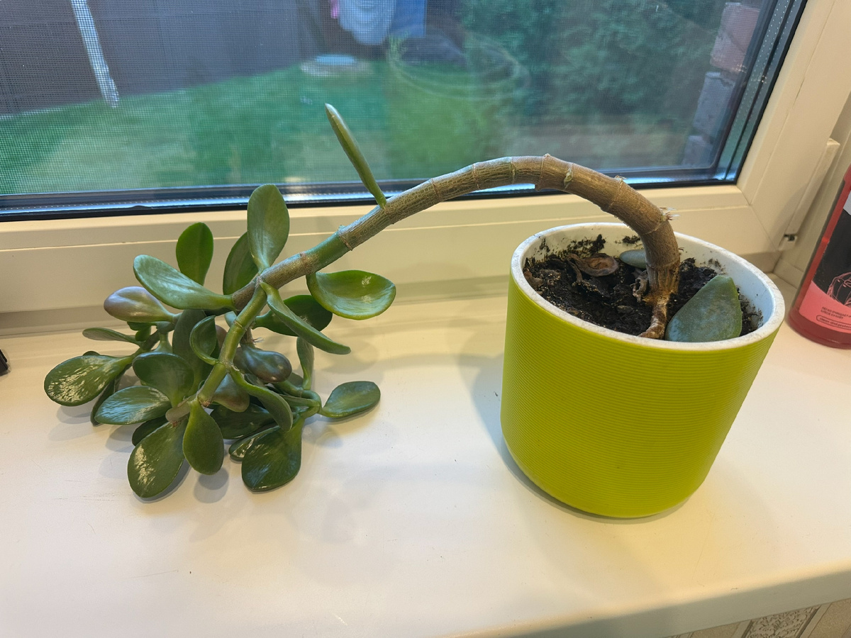 Из-за слишком питательного гркнта и отсутствия своевременной обрезки растение вытянулось и завалилось