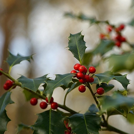    Илекс в природе Кристина Борунова
