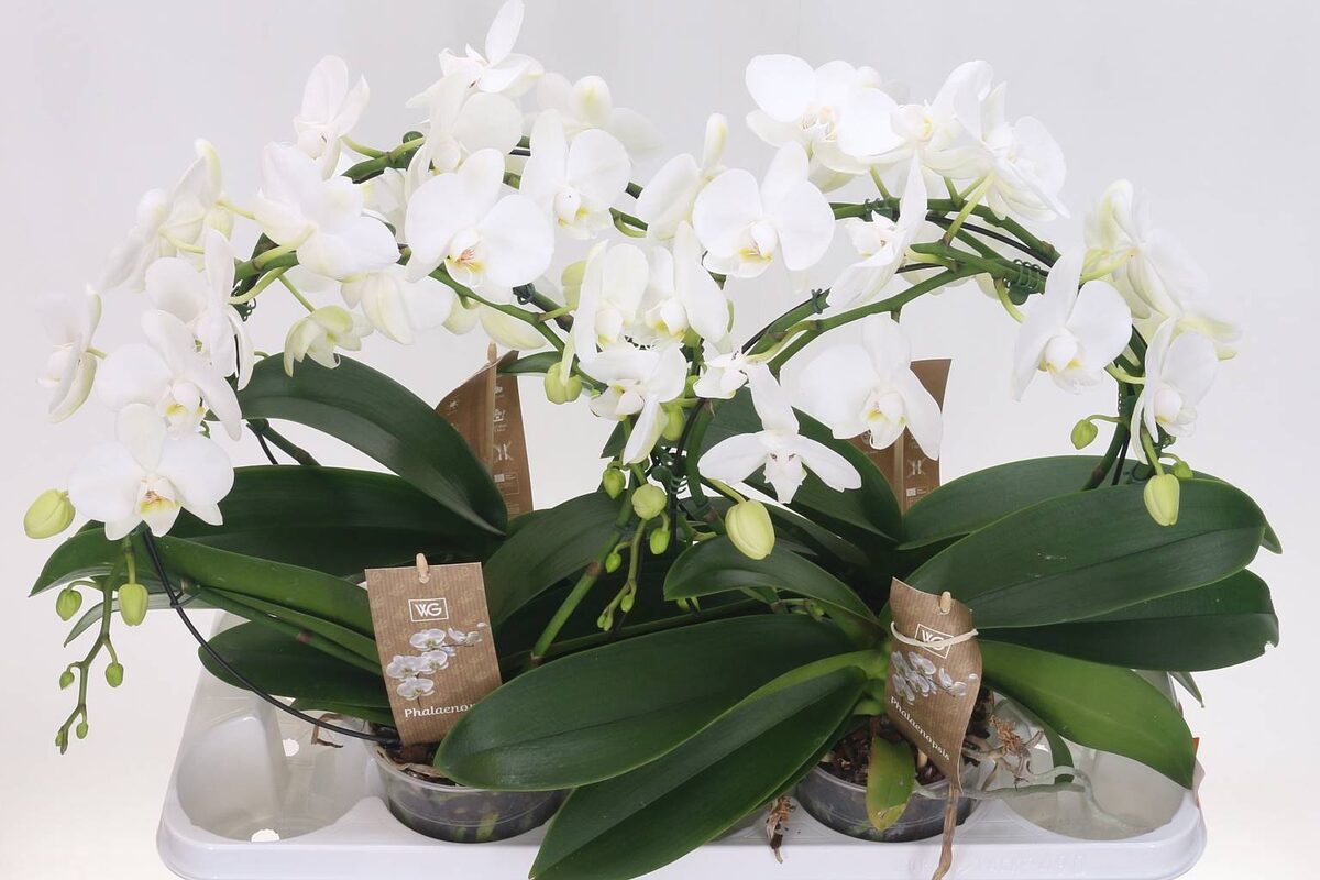 Фаленопсис