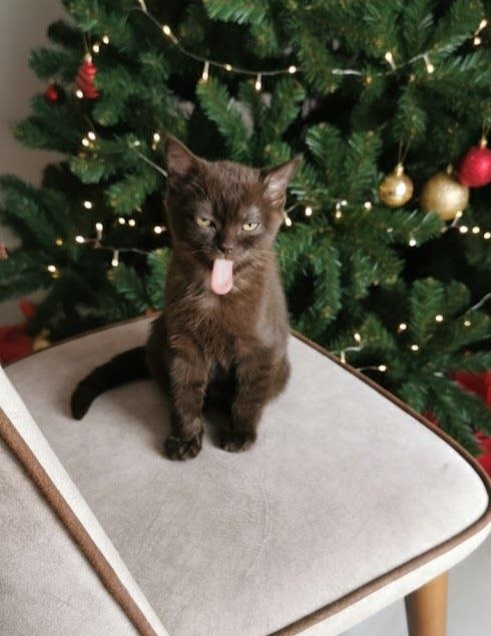 Новогодний стол для котиков🎄🤗