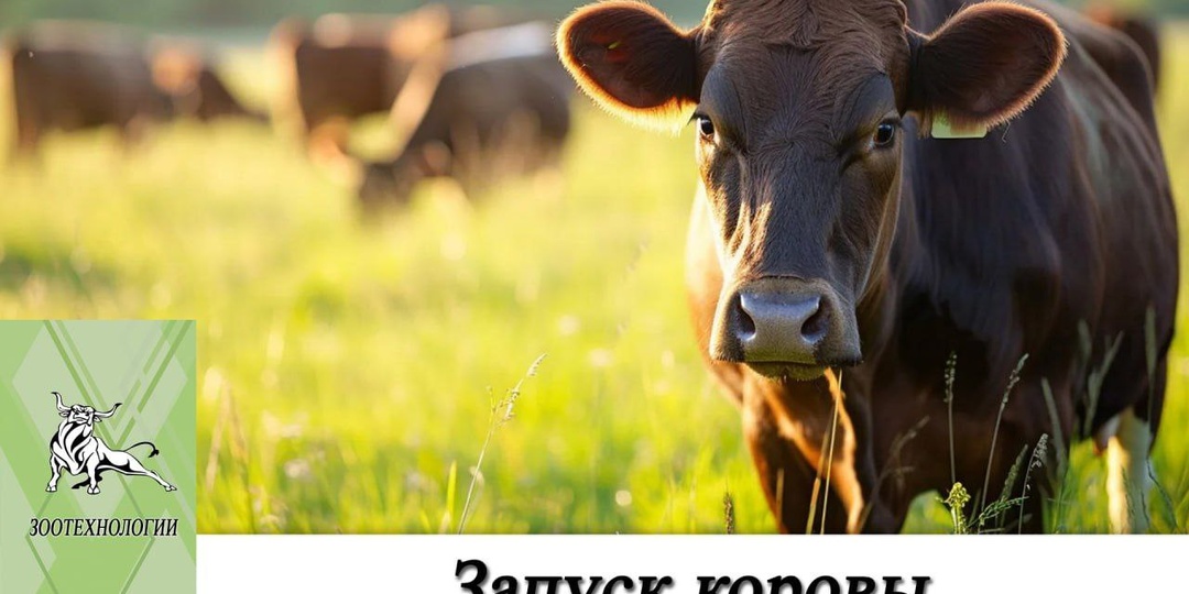 Запуск коровы