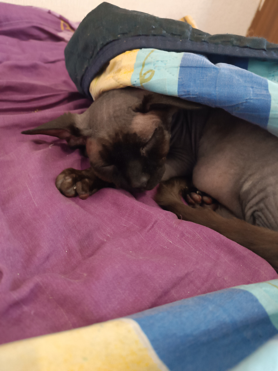 Спит сладенький мой))))