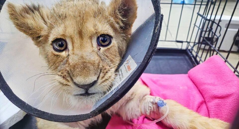    Парк львов ЗЕМЛЯ ПРАЙДА / Telegram