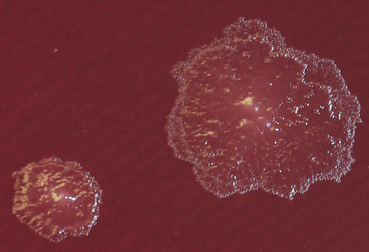    Колония Turicibacter sp. H121