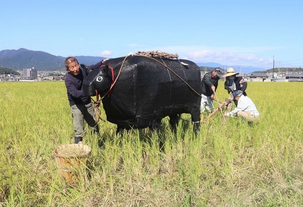 Надувные коровы на полях Японии: зачем фермеры расставляют резиновые муляжи