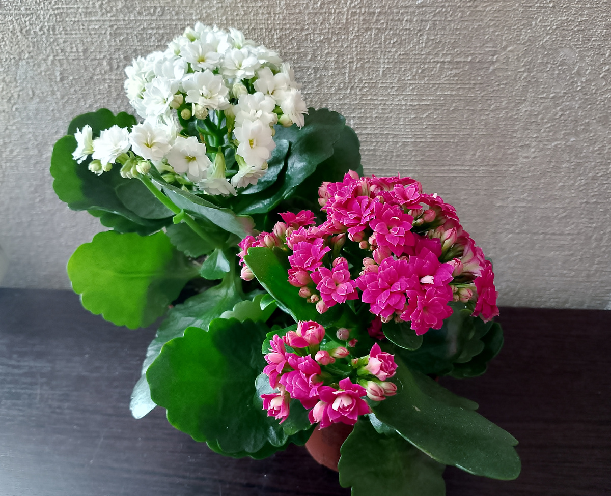 Свежеприобретённые каланхоэ в марте