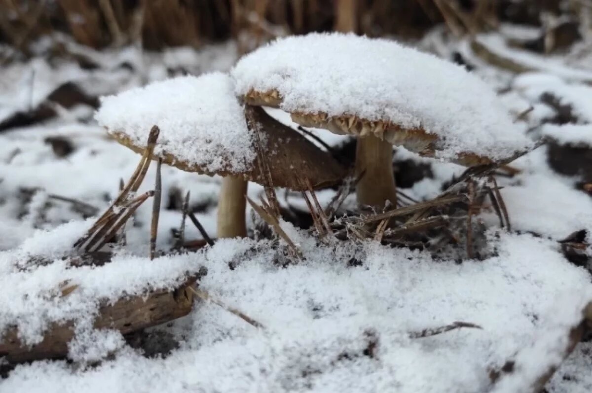    29 декабря в Туле прогнозируют снег и до -3℃