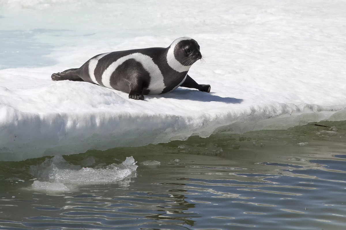Фотография из интернета