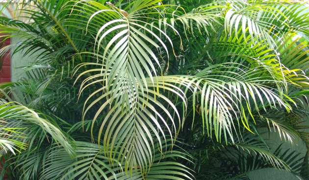    Хризалидокарпус желтоватый. Фото: shutterstock.com