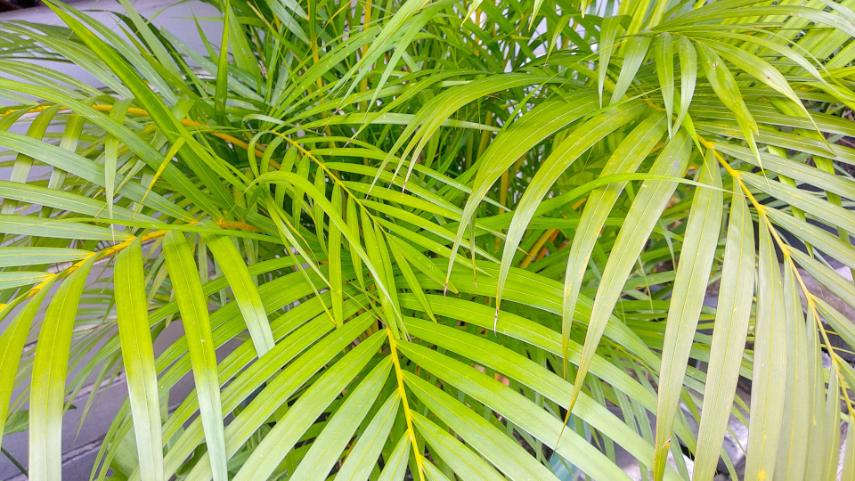 Арека хризалидокарпус. Фото: shutterstock.com
