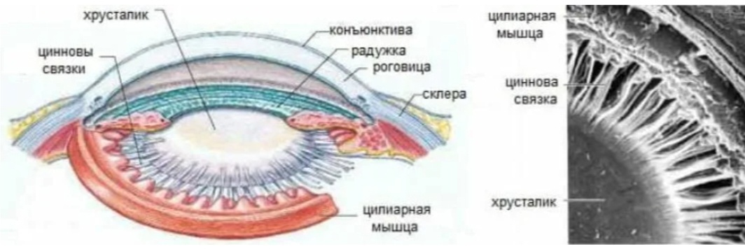 Изображение из Яндекс картинки 