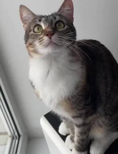 Почему кошки смотрят "в пустоту": как мозг кошки воспринимает слабые стимулы