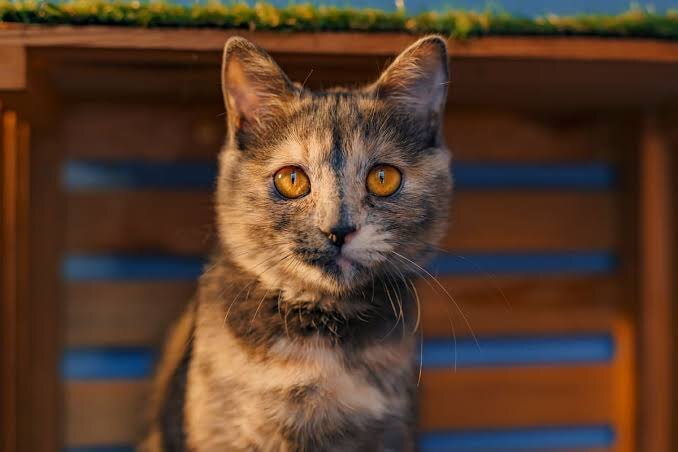 Фото из Интернета. 