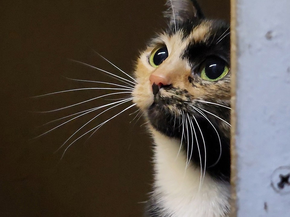 Фото из Интернета. 