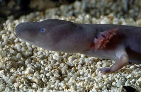 Черный протей