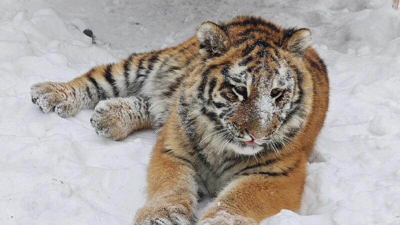     Тигрица Ракша. Барнаульский зоопарк.