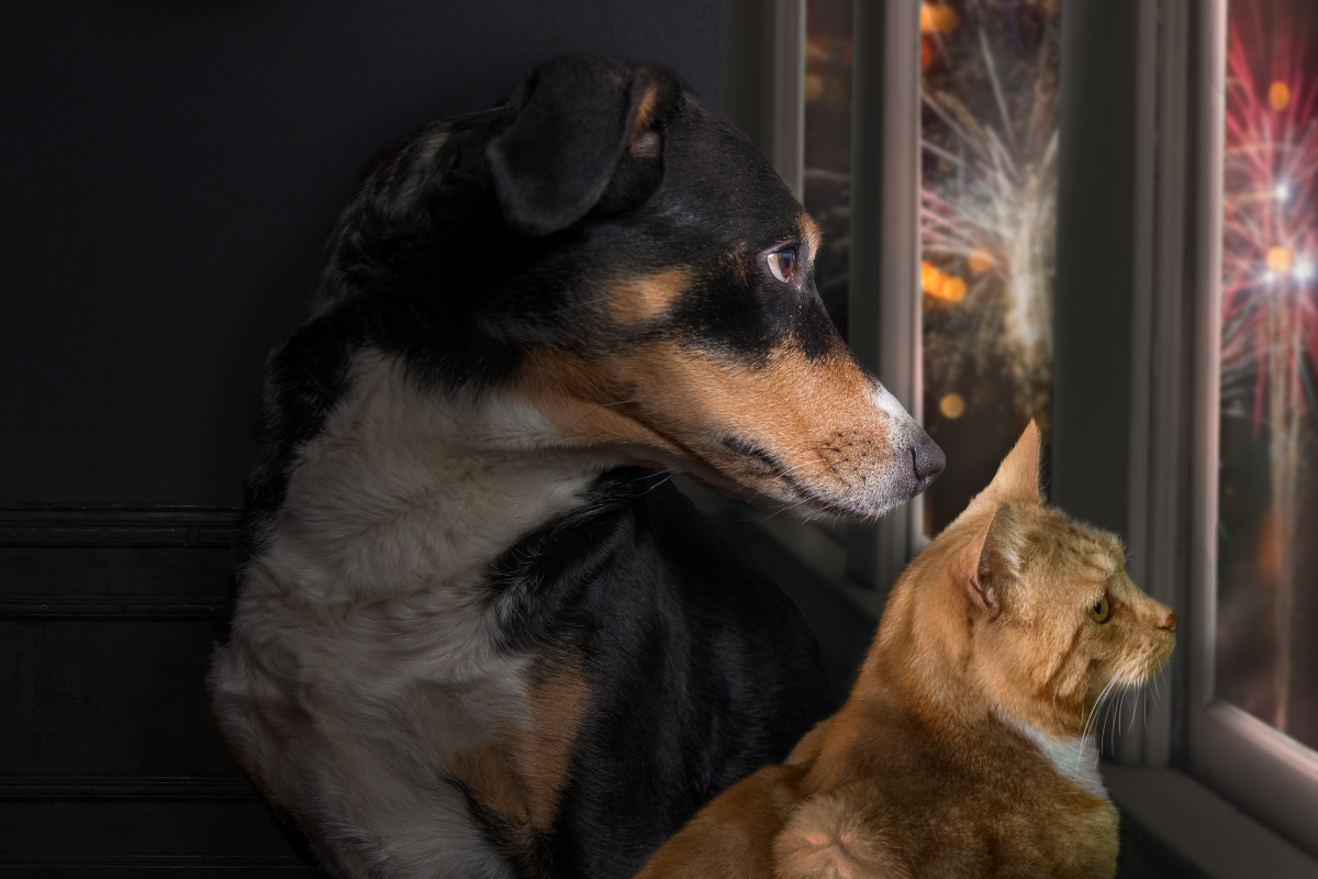 Собака и рыжий кот сидят у окна и настороженно смотрят на салют