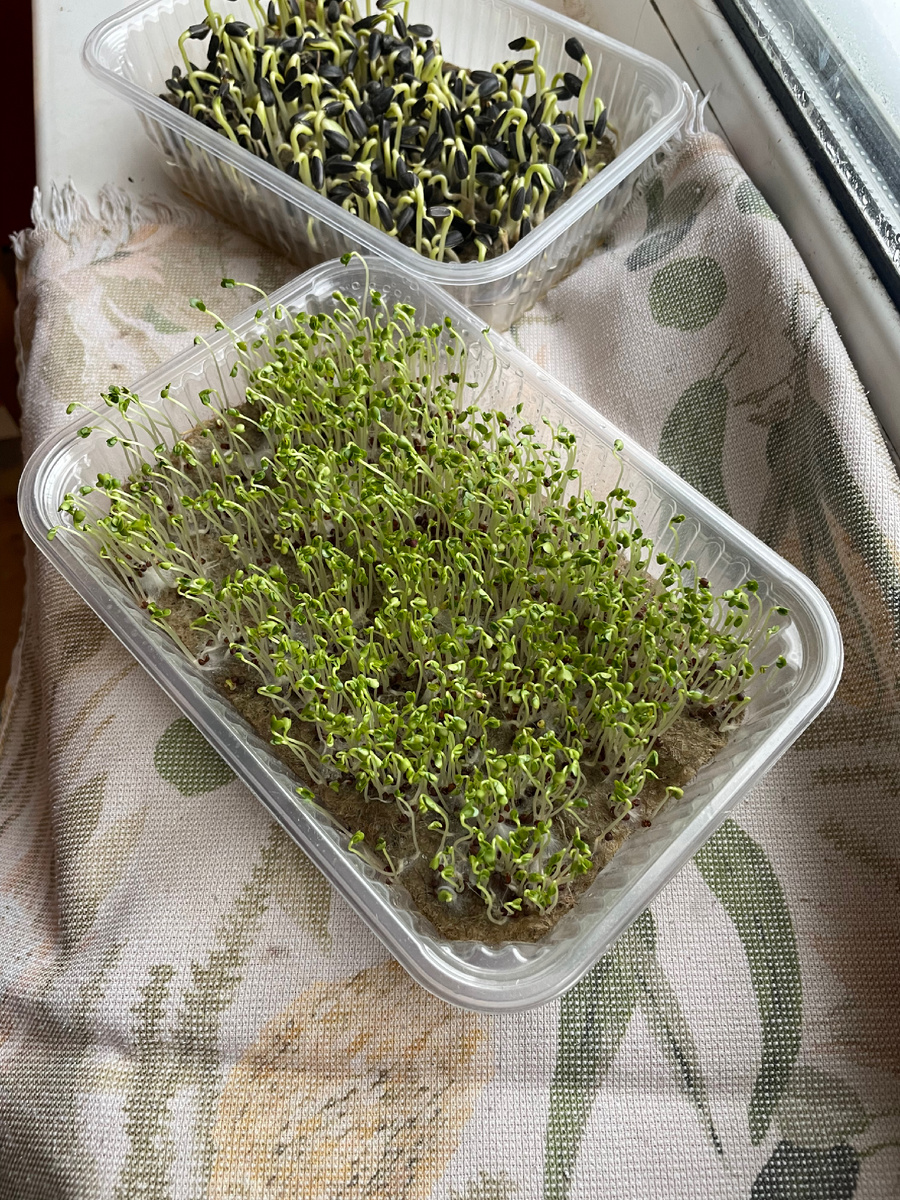 Зимой можно выращивать микрозелень на подоконнике 