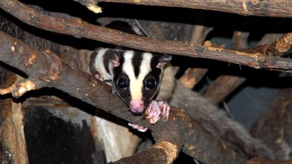    © Photo : Telegram / Московский зоопарк