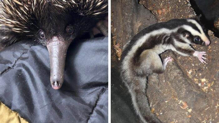 В Московский зоопарк приехали обитатели Австралии – две ехидны и один полосатый кускус. Обложка © Telegram / Московский зоопарк
