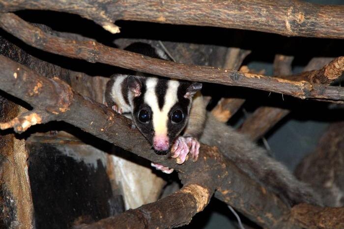 В Московский зоопарк приехали обитатели Австралии – две ехидны и один полосатый кускус. Фото © Telegram / Московский зоопарк