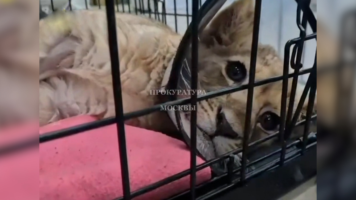    Первый канал