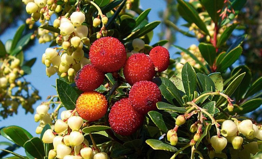 Земляничное дерево и с чем его едят