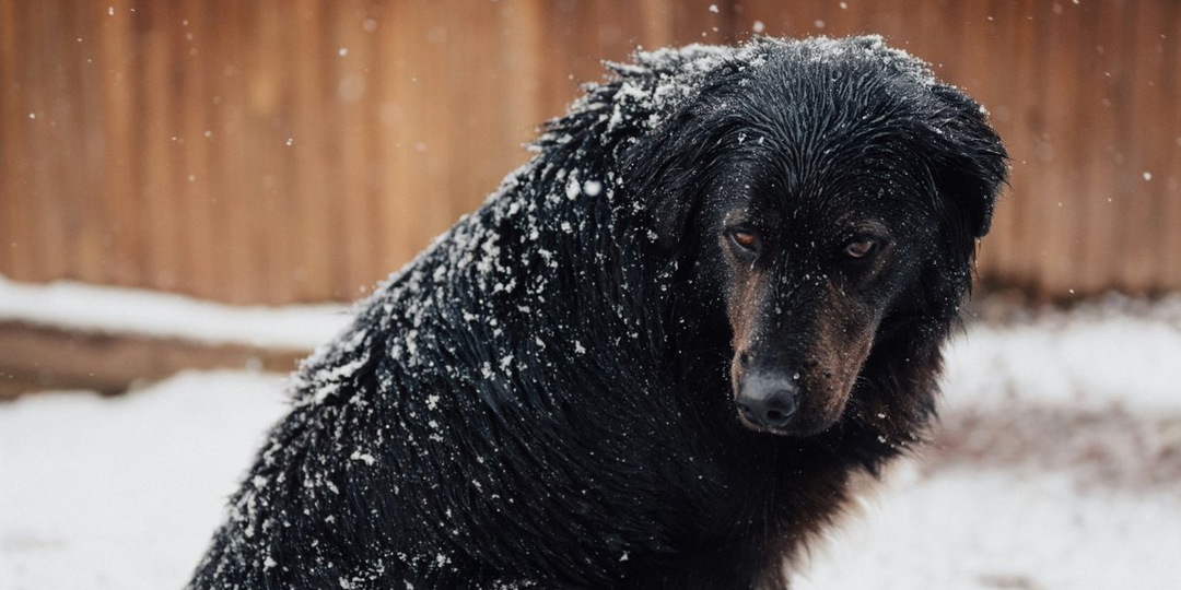 Зима в тепле: как спасли 2000 питомцев от холода в волгоградском приюте
